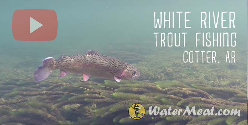 White River Fishing Video - Cotter, AR - Rainbow Trout - August 11th, 2018